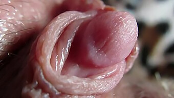 Intense Close-Up Of My Large Clitoris Head Throbbing During Bdsm Session