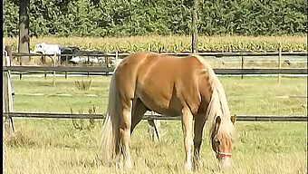 Farmhand Nyder Udendørs Erotisk Møde Med Vellystig Kvinde